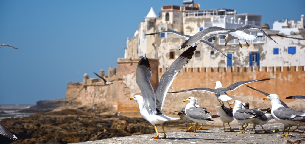 Discovering Essaouira: A Journey Through Morocco's Coastal Gem 8 Experience Essaouira 1